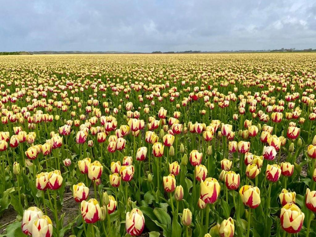 Slapen tussen de duinen by Droomvilla Sint Maarten Buitenkant foto